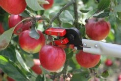 Darlac Snapper Long Reach Pruner DP110-650 -Water Garden Kit 24 57 17