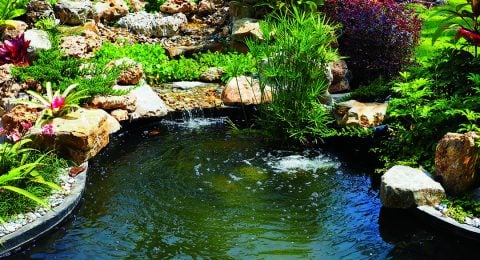 Water Garden Kit -Water Garden Kit AQP IMG1 1 480x260 1