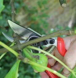 Darlac Expert Bypass Pruner DP1030A 6 Darlac Expert Bypass Pruner DP1030A -Water Garden Kit dp1030a